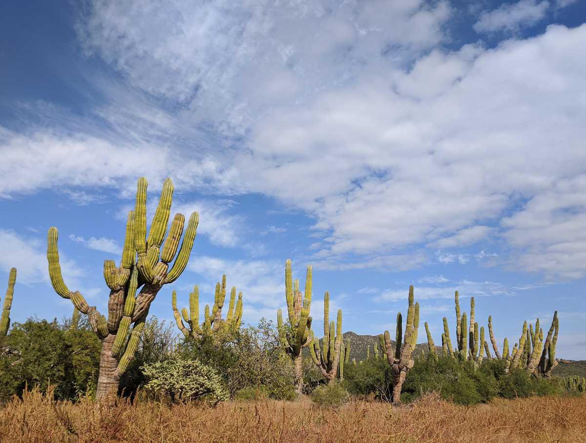 Baja Cactii