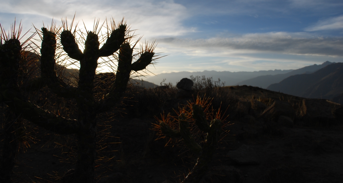 Cactus Sunset